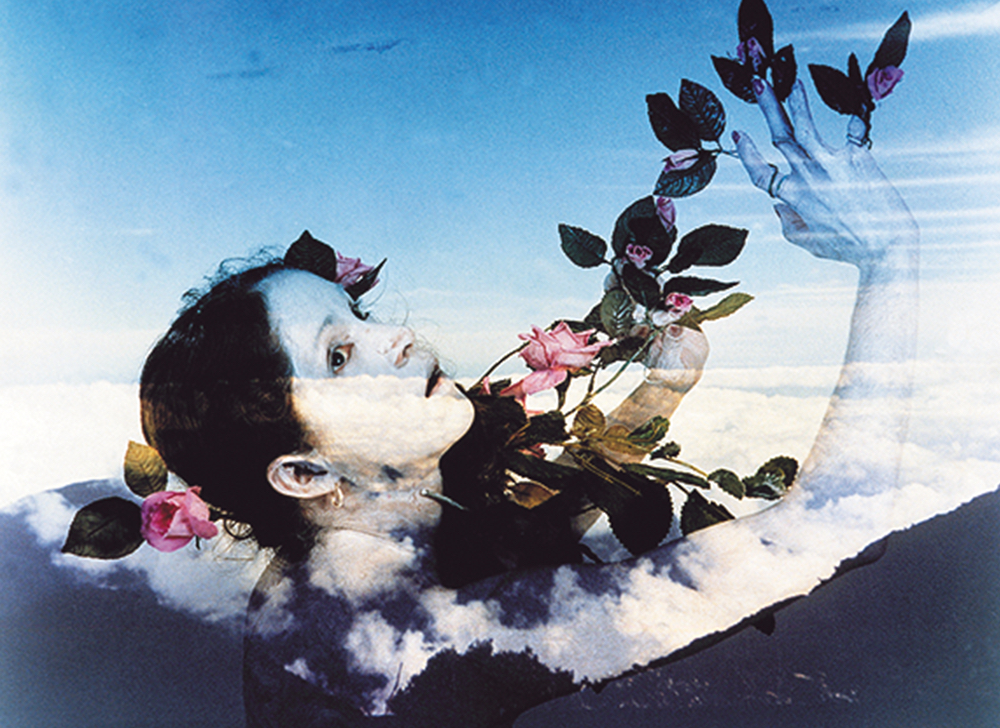 Fotografía a color de Rosa Navarro "Rosa rosae"