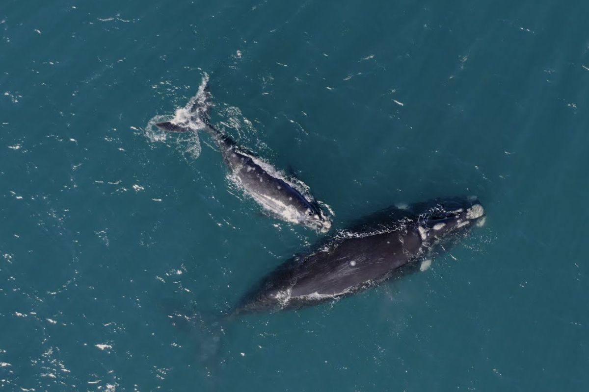 ballenas en el océano