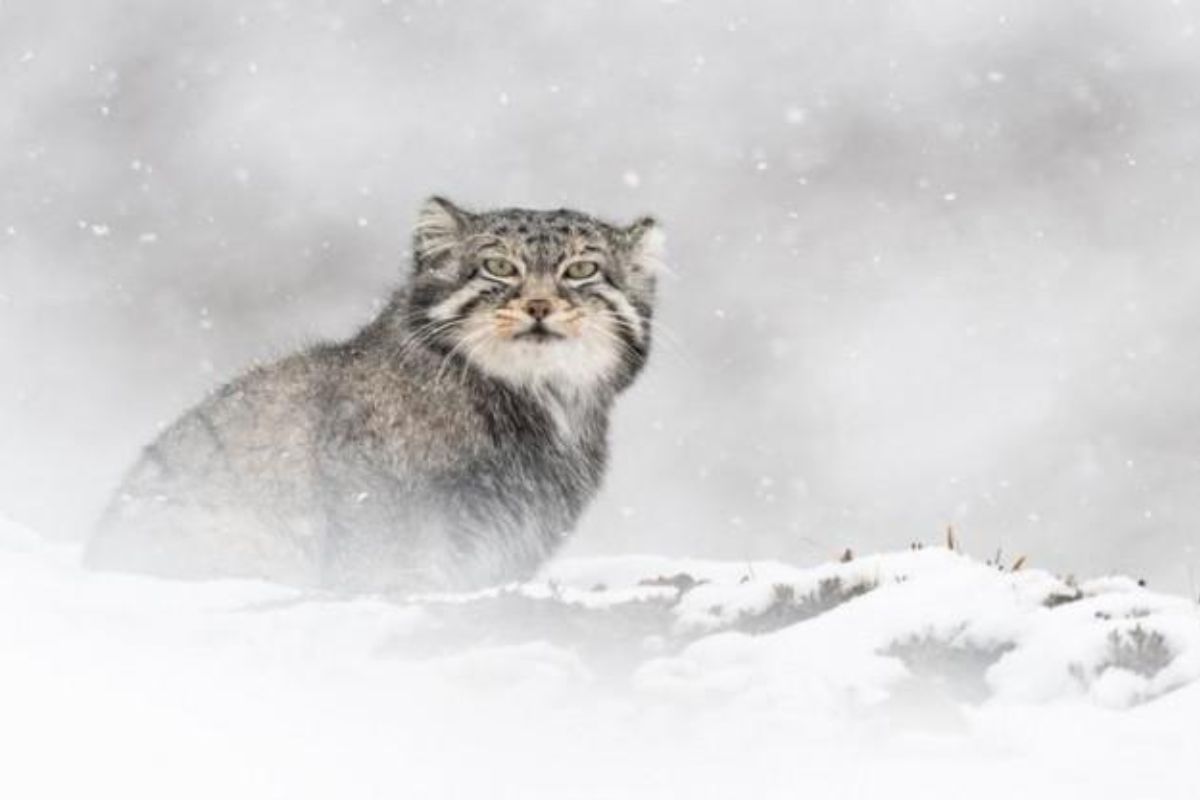 El leopardo de las nieves