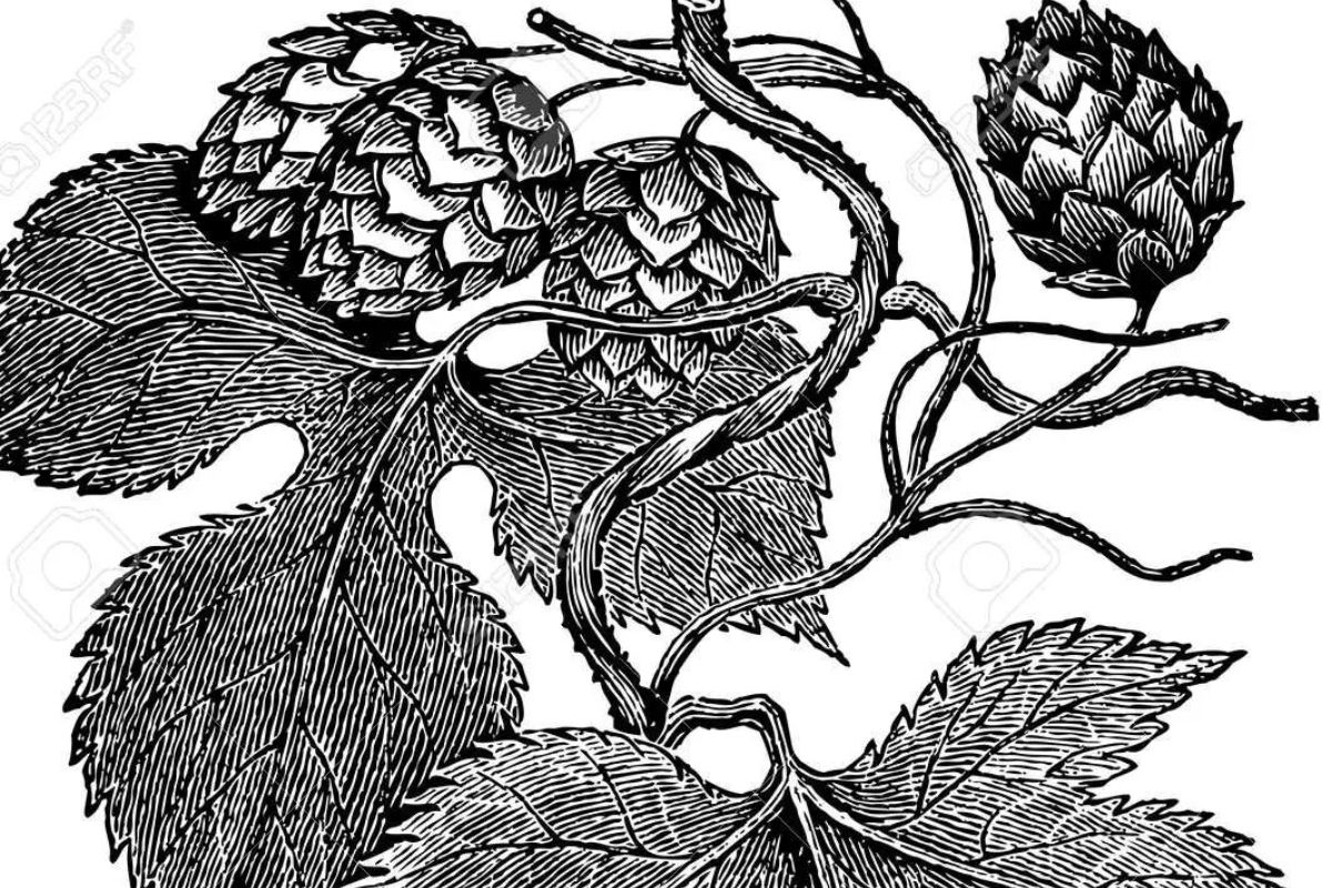 Dibujo de naturaleza