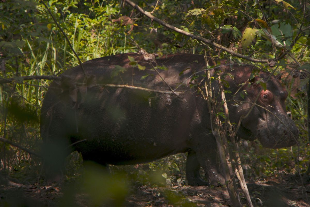 Fotograma de la película Pepe