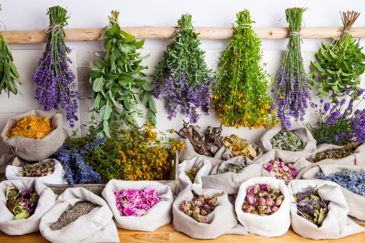 Fotografía de hierbas