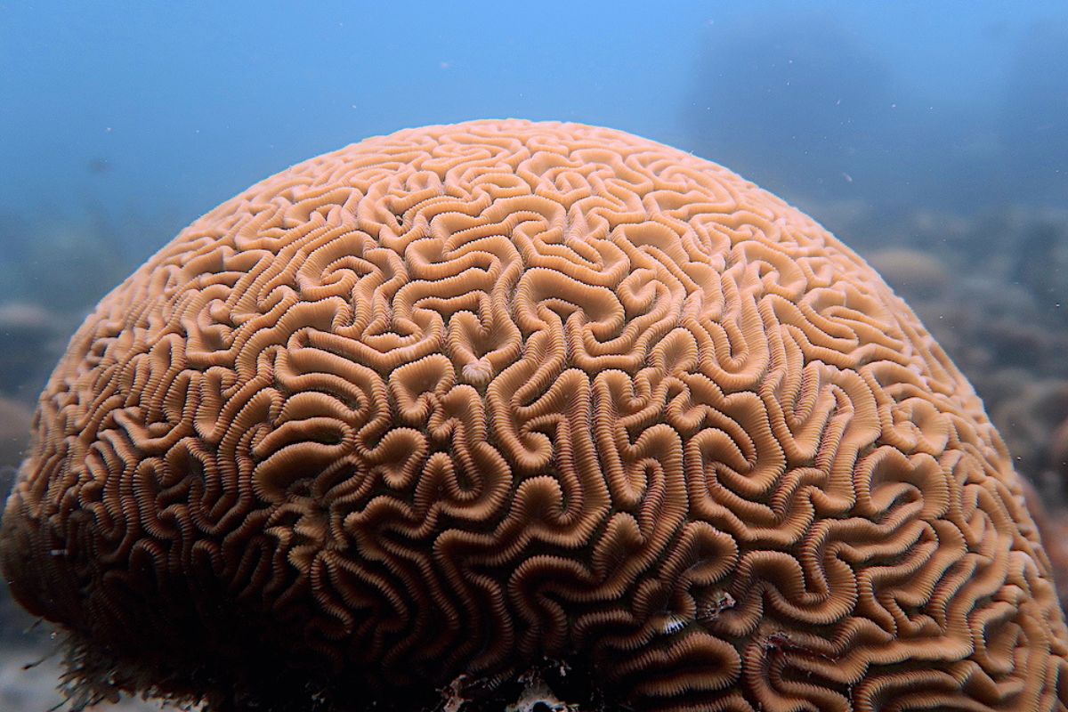 Fotograma de Coraltheca