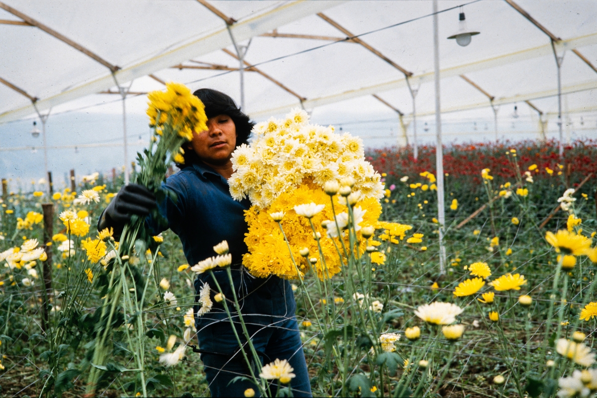 Fotograma de la película Amor, mujeres y flores