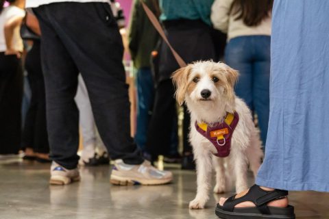 Fotografía Hora del cuento para mascotas