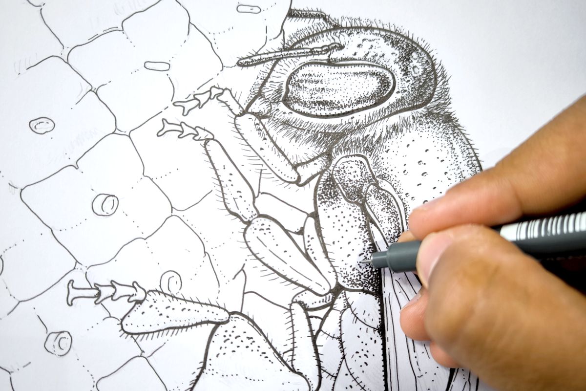 Foto Taller de ilustración de insectos