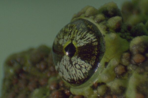 Fotograma de MATERIAL BRUTO SILENTE