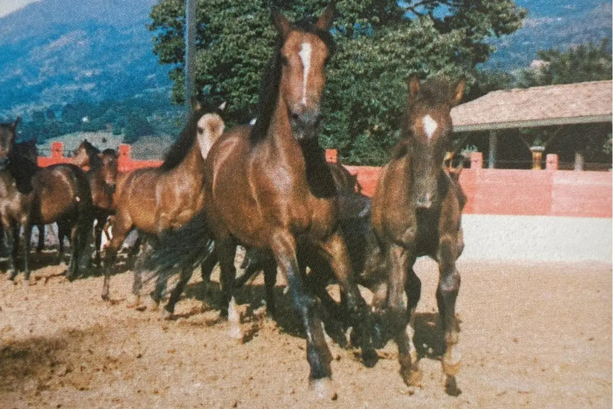 Caballos galopando