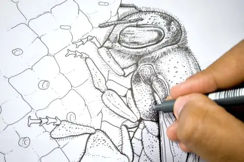 Foto Taller de ilustración de insectos